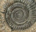 Dactylioceras Ammonite Fossil - England #100476-1